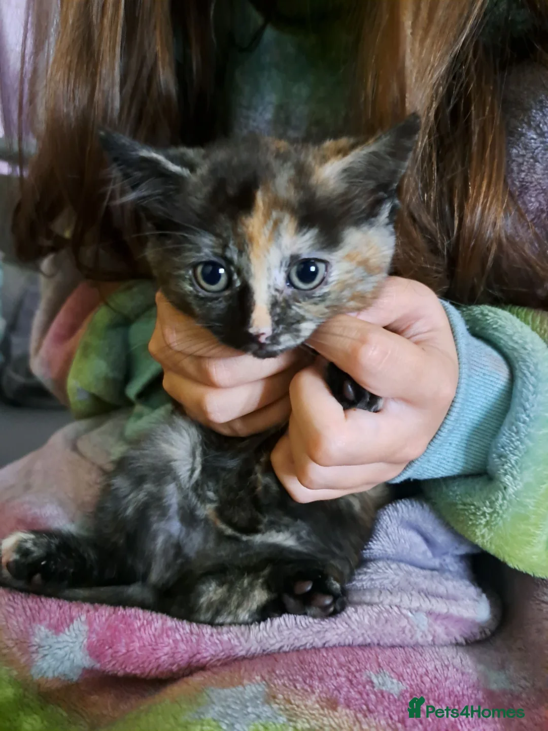 Mixed Breed cats for sale: Cute mixture of kittens prices vary read the add in Bolton - Advert 4