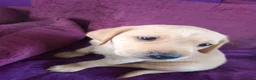 Labrador Retriever dogs for sale: Labrador retrivers  puppies for sale - Advert 5