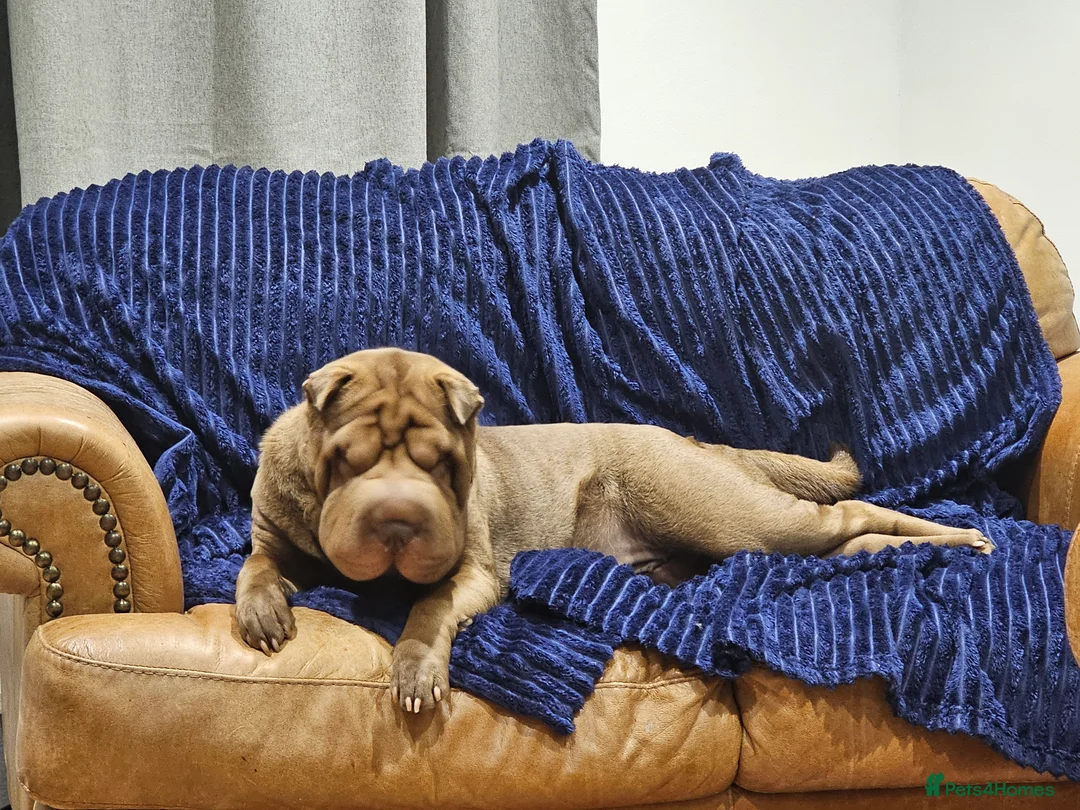 Shar Pei dogs for sale: Shar pei  - Advert 2