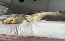 Siamese cats for sale: Ariel - Rescue Siamese - Image 11