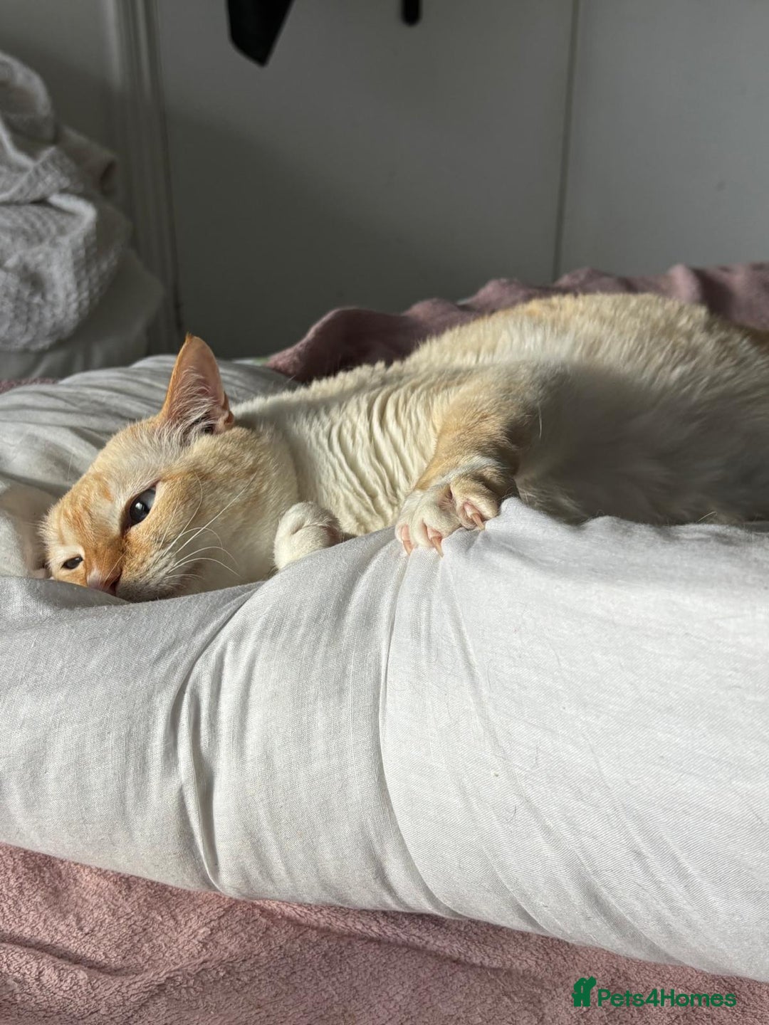 Siamese cats for sale: Ariel - Rescue Siamese - Image 11