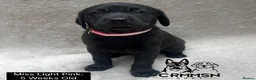 Labrador Retriever dogs for sale: Outstanding, Health Tested, KC Reg, Labrador Pups - Advert 6