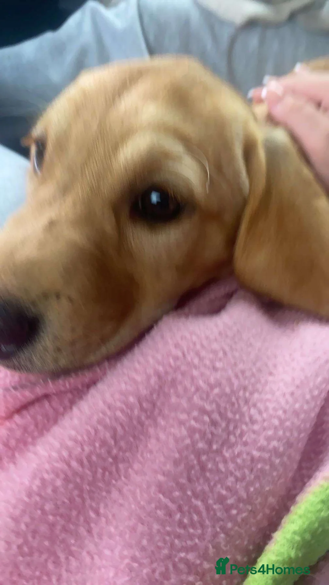 Labrador Retriever dogs for sale: Red fox Labrador - Advert 5