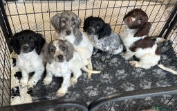Cocker Spaniel dogs for sale: Cocker spaniel pups  - Image 4