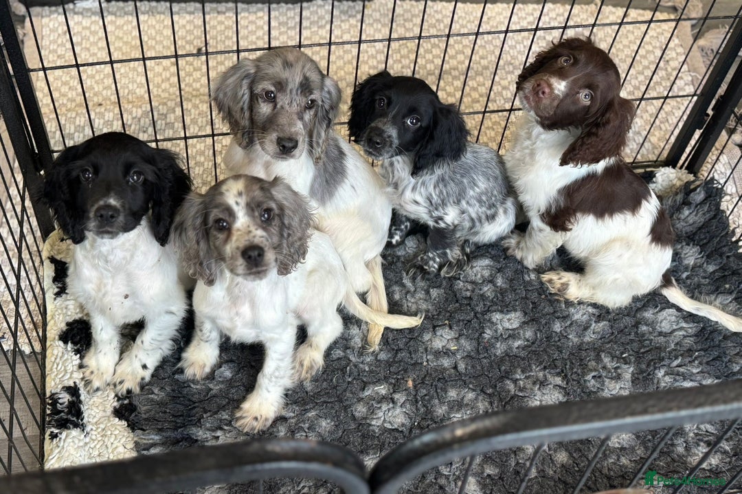 Cocker Spaniel dogs for sale: Cocker spaniel pups  - Image 4