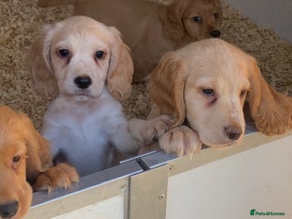 Cocker Spaniel dogs - Advert 2