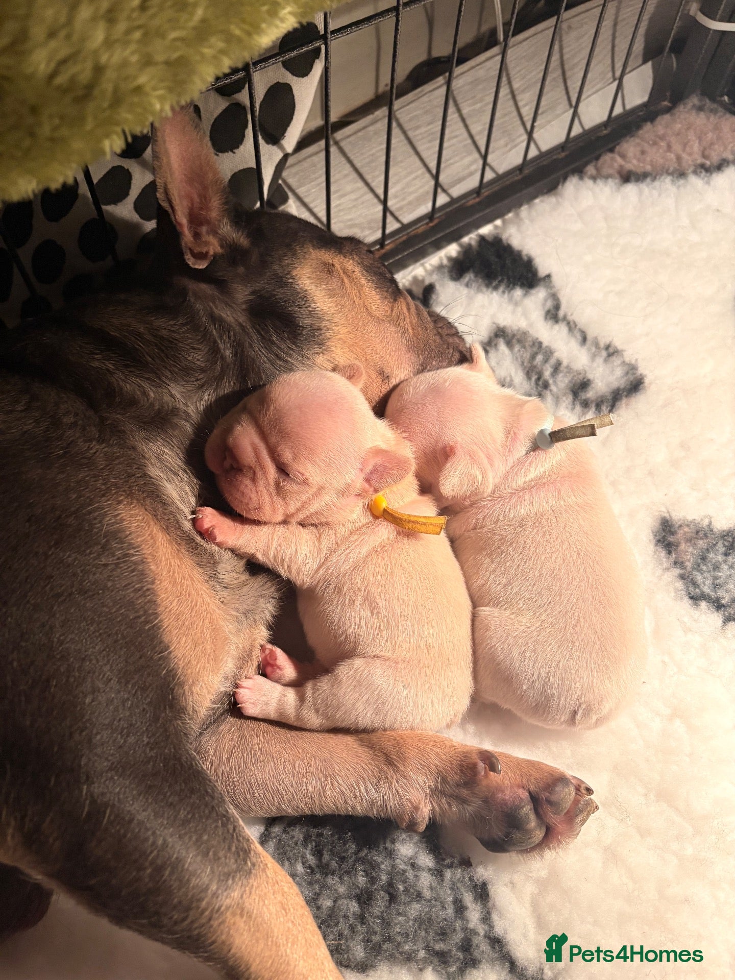 French Bulldog dogs KC French Bulldogs  - Advert 2
