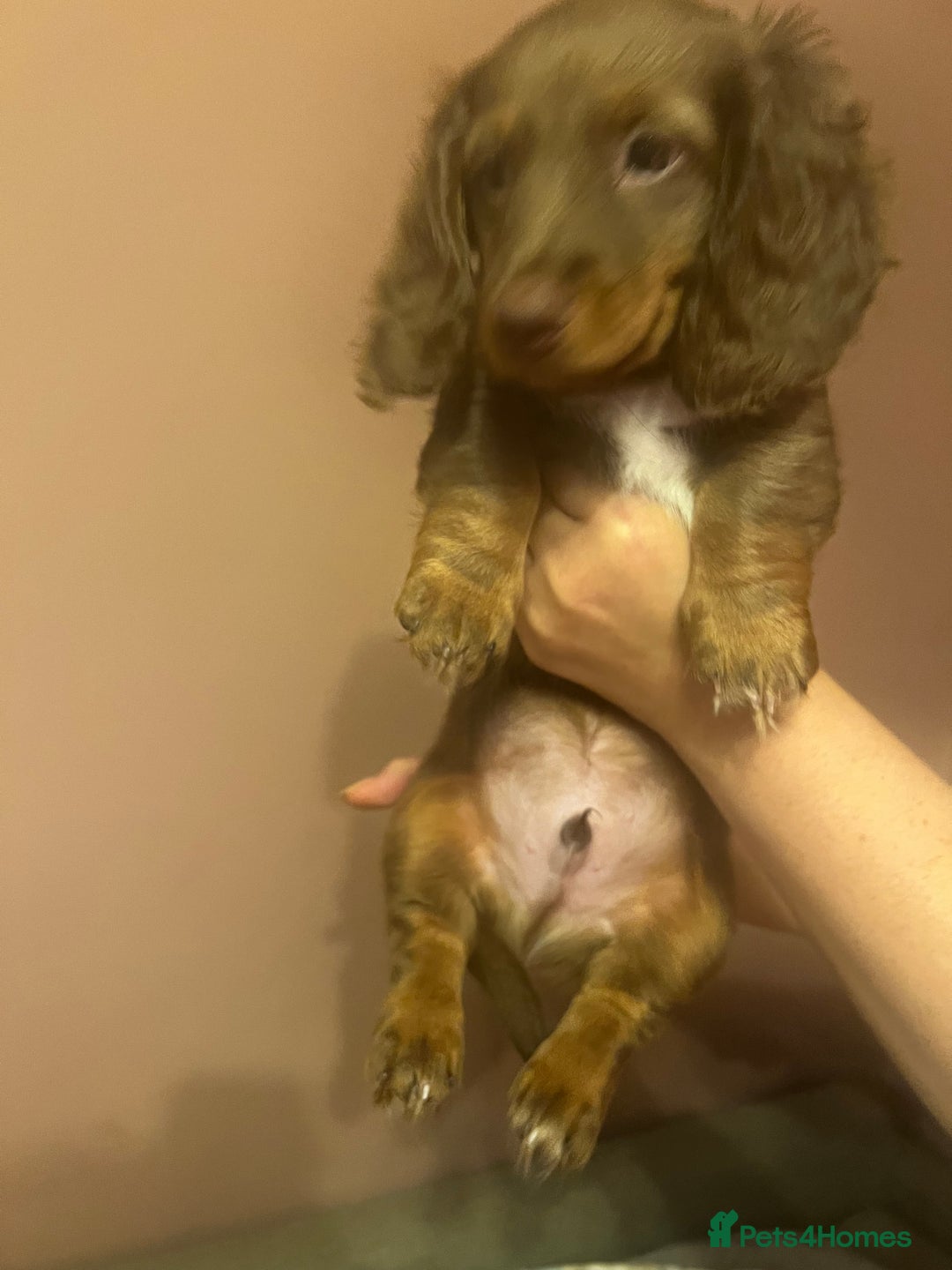 Miniature Dachshund dogs for sale:  KcReg Long Haired Miniature Dachshund Dapper  - Image 3