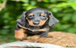 Miniature Dachshund dogs for sale: gorgeous Nice Dapple doxie pups shorthair - Image 4
