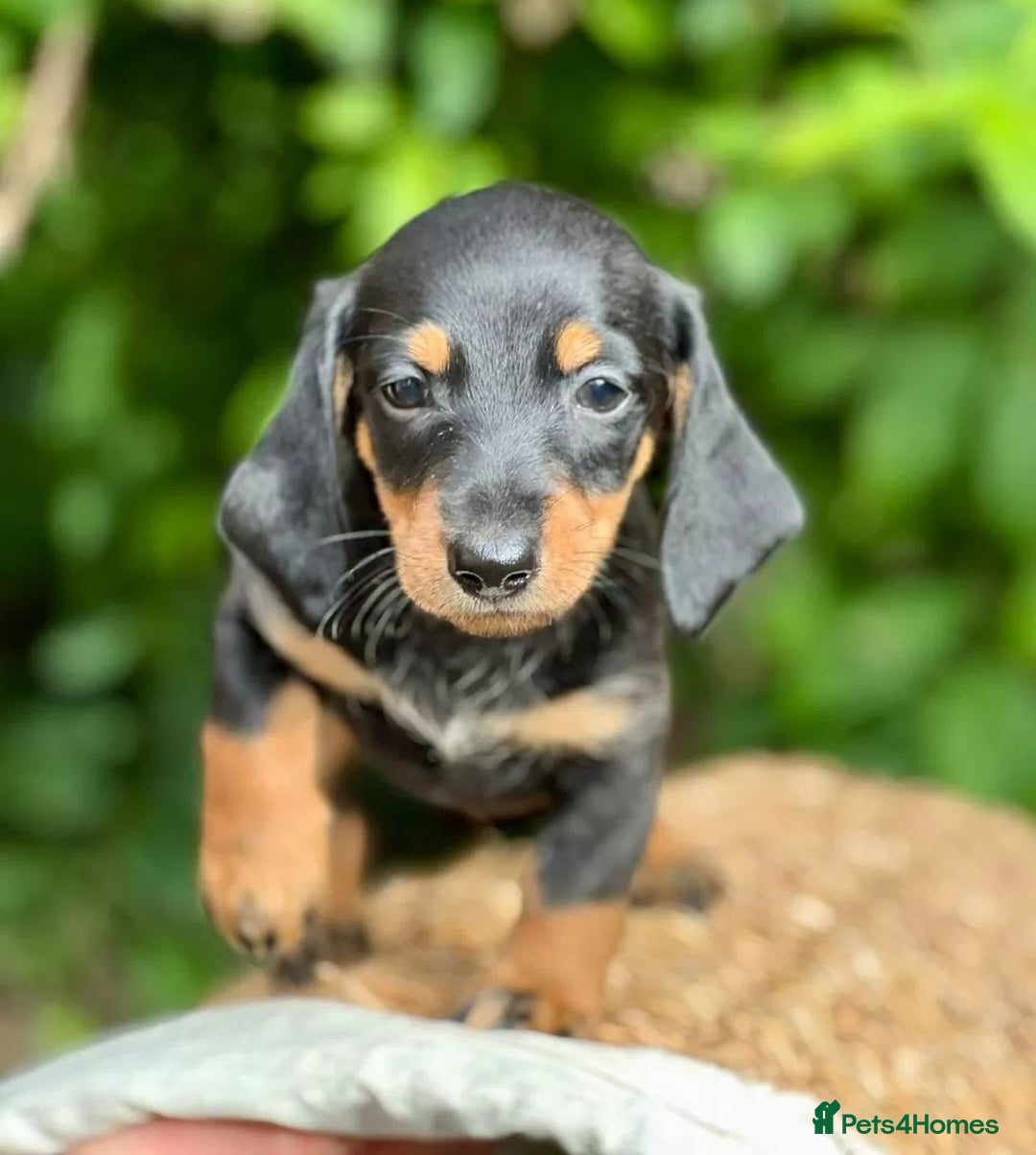 Miniature Dachshund dogs for sale: gorgeous Nice Dapple doxie pups shorthair - Image 4