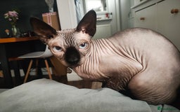 Sphynx cats for sale: Blue point male sphynx  - Image 2