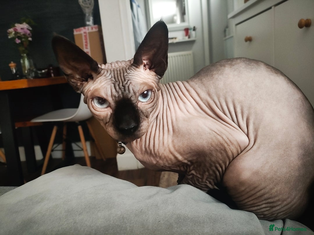 Sphynx cats for sale: Blue point male sphynx  - Image 2