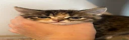 Mixed Breed cats for sale: Gorgeous half Siberian kittens - Advert 22