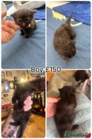 Mixed Breed cats 4 gorgeous kittens for sale - Advert 8