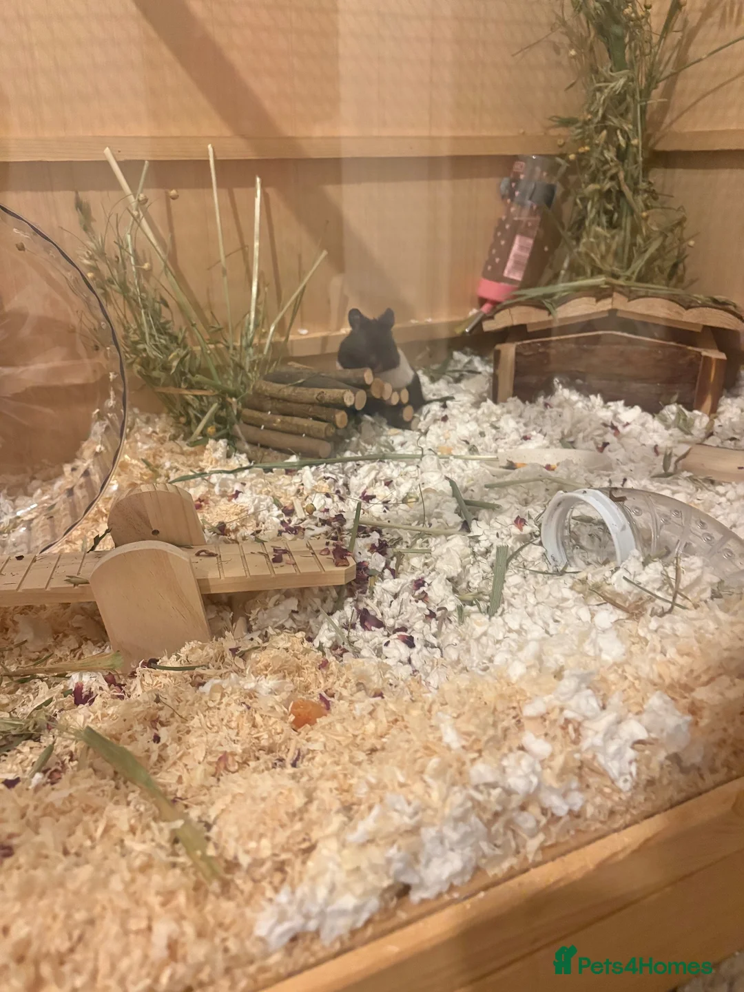 Hamster rodents for sale: male hamster  in Shifnal - Advert 4