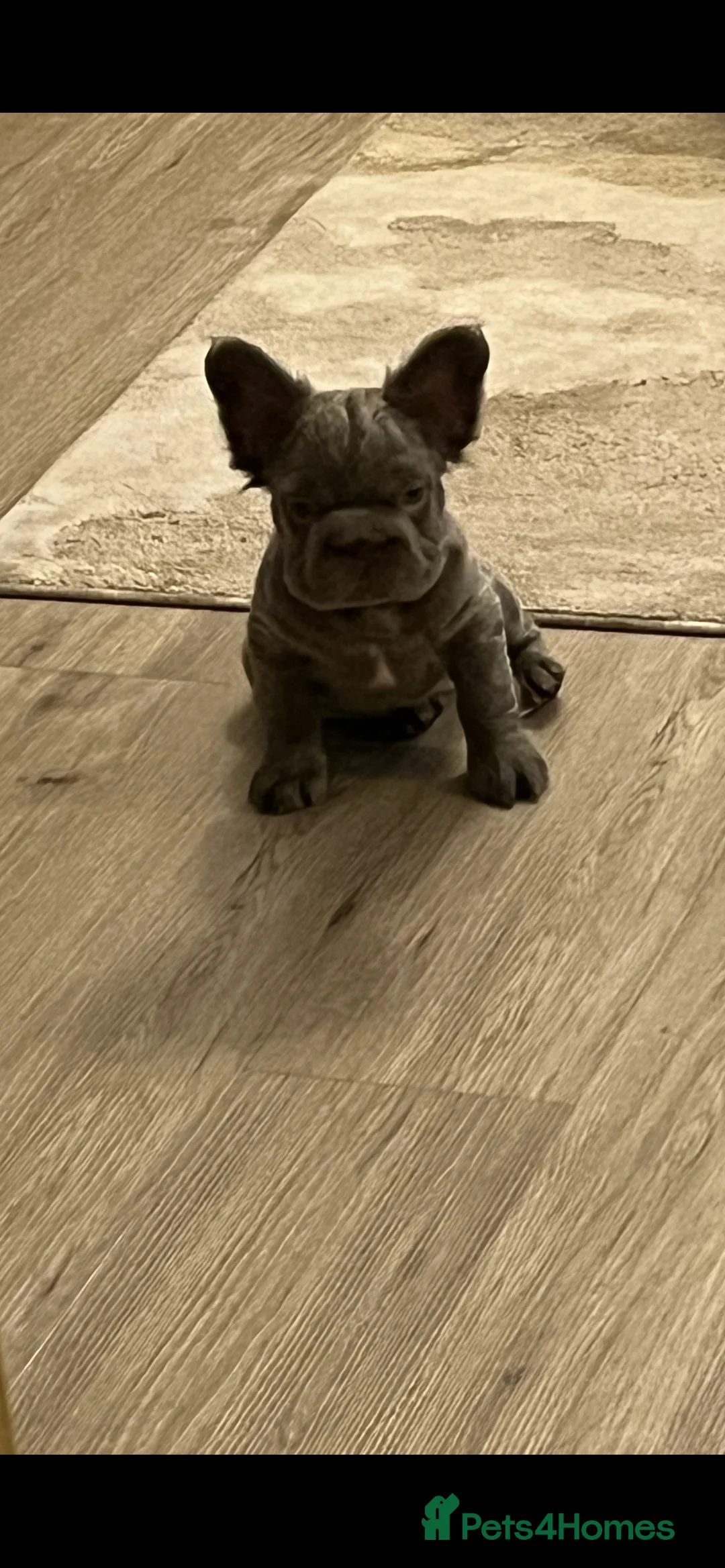 French Bulldog dogs for sale: 5 beautiful fluffy French bulldogs  - Advert 9