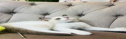 Ragdoll cats for sale: Ragdoll pure breed kittens!!! Ready to go 🏡 - Advert 13