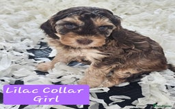 Cockapoo dogs for sale: F2 Cockapoo Puppies - Advert 12