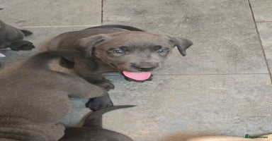 Labrador Retriever dogs - Advert 7