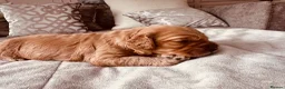 Cockapoo dogs for sale: Beautiful miniature F2 cockapoos - Advert 38