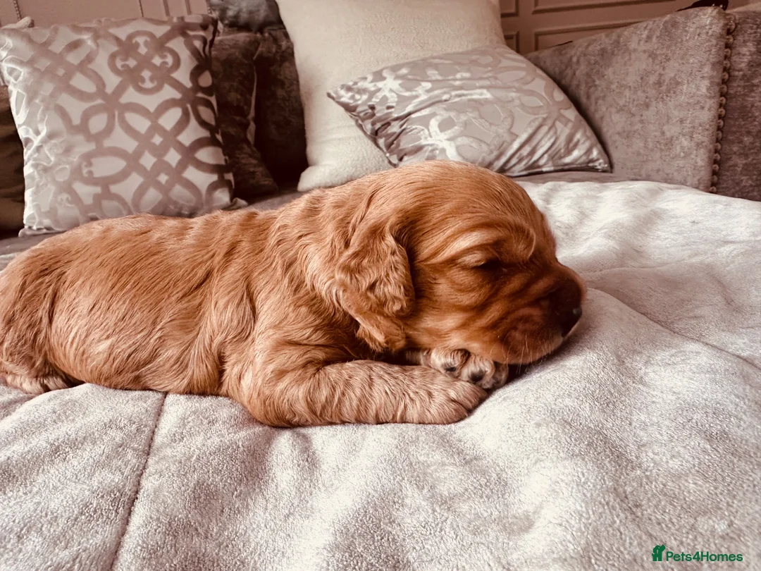 Cockapoo dogs for sale: Beautiful miniature F2 cockapoos - Advert 34