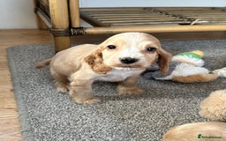 Cocker Spaniel dogs for sale: Beautiful gold cocker puppies - Image 12