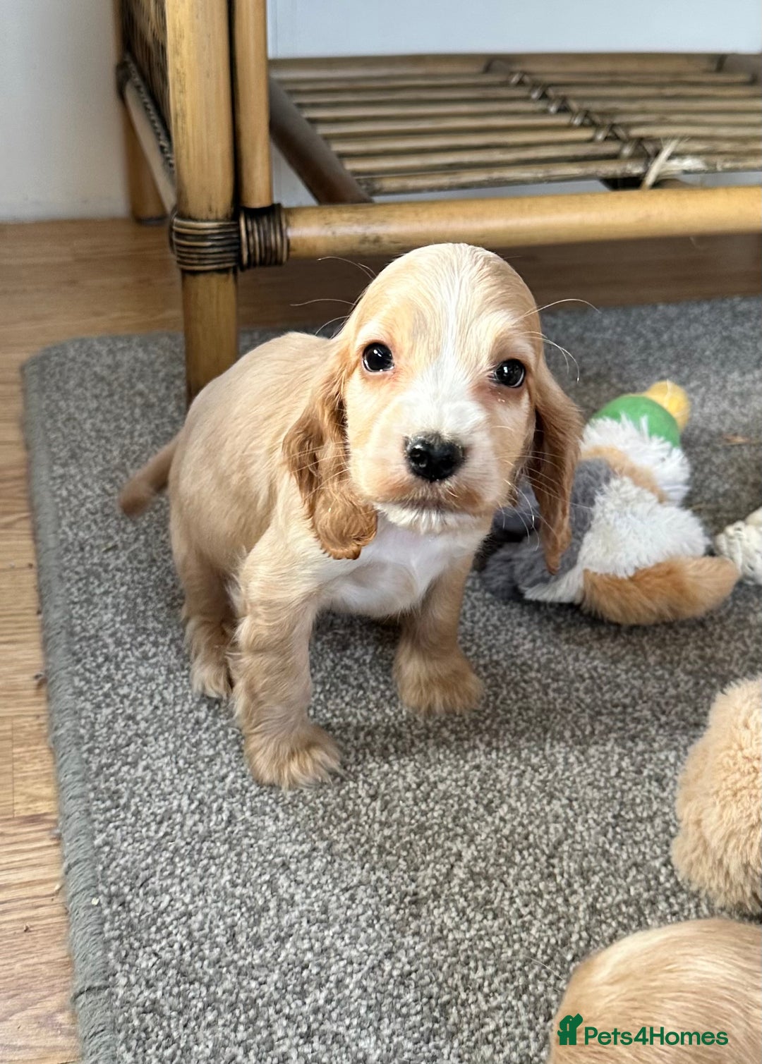 Cocker Spaniel dogs for sale: Beautiful gold cocker puppies - Image 12