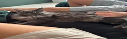 Maine Coon cats for sale: Mother and Son Maine Coones in Saint Helens - Advert 4
