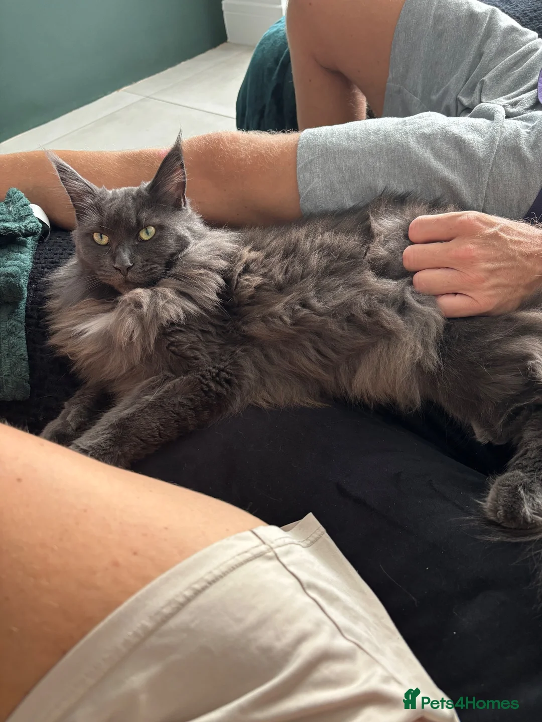 Maine Coon cats for sale: Mother and Son Maine Coones in Saint Helens - Advert 4