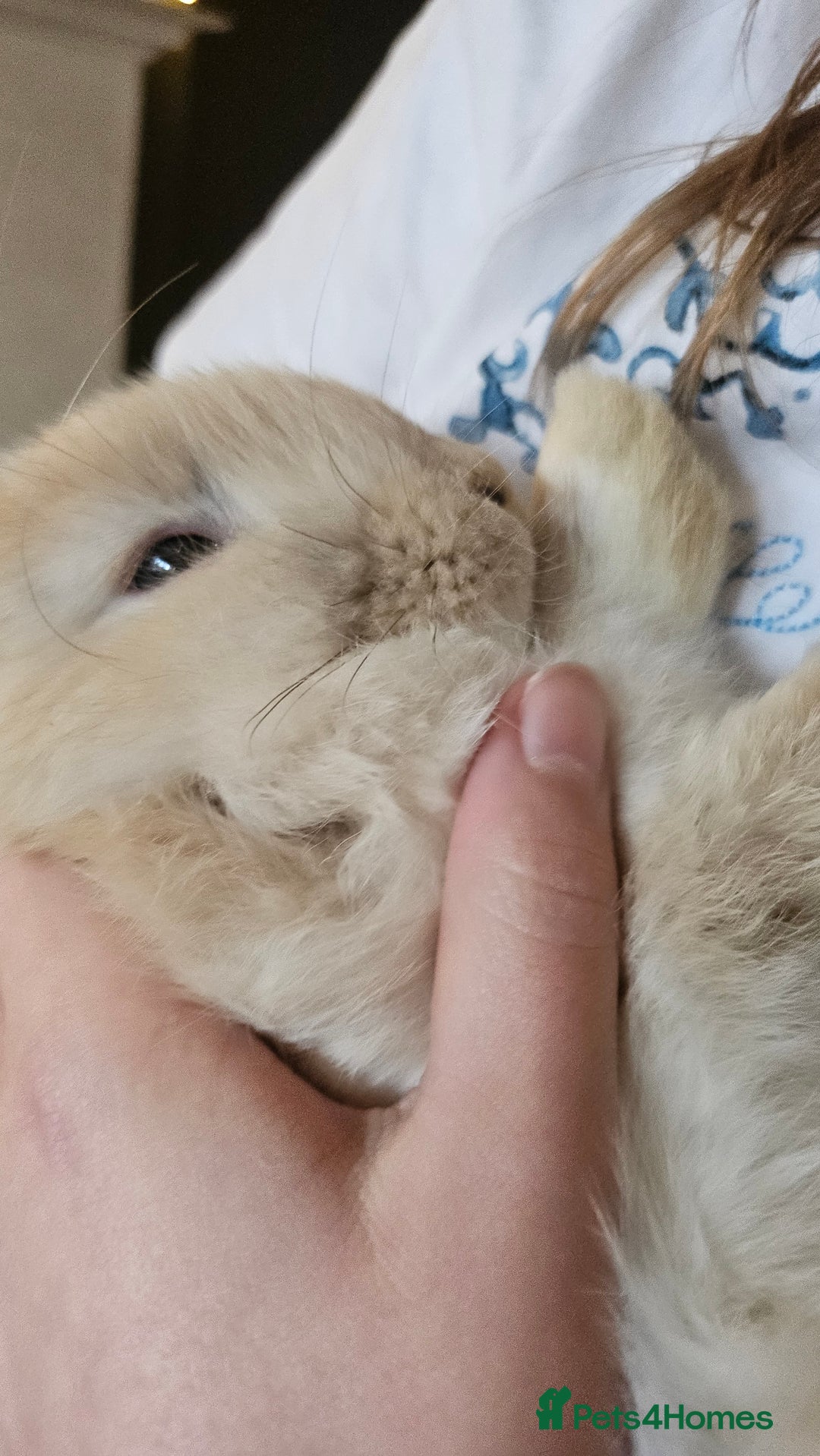 Mini Lop rabbits for sale: Ready to leave cuddly mini lops - Advert 4