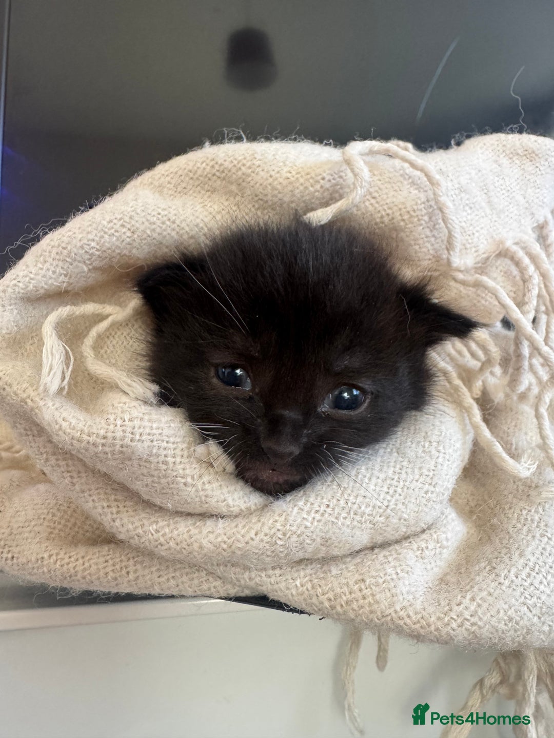 British Shorthair cats for sale: Adorable kittens - Advert 10