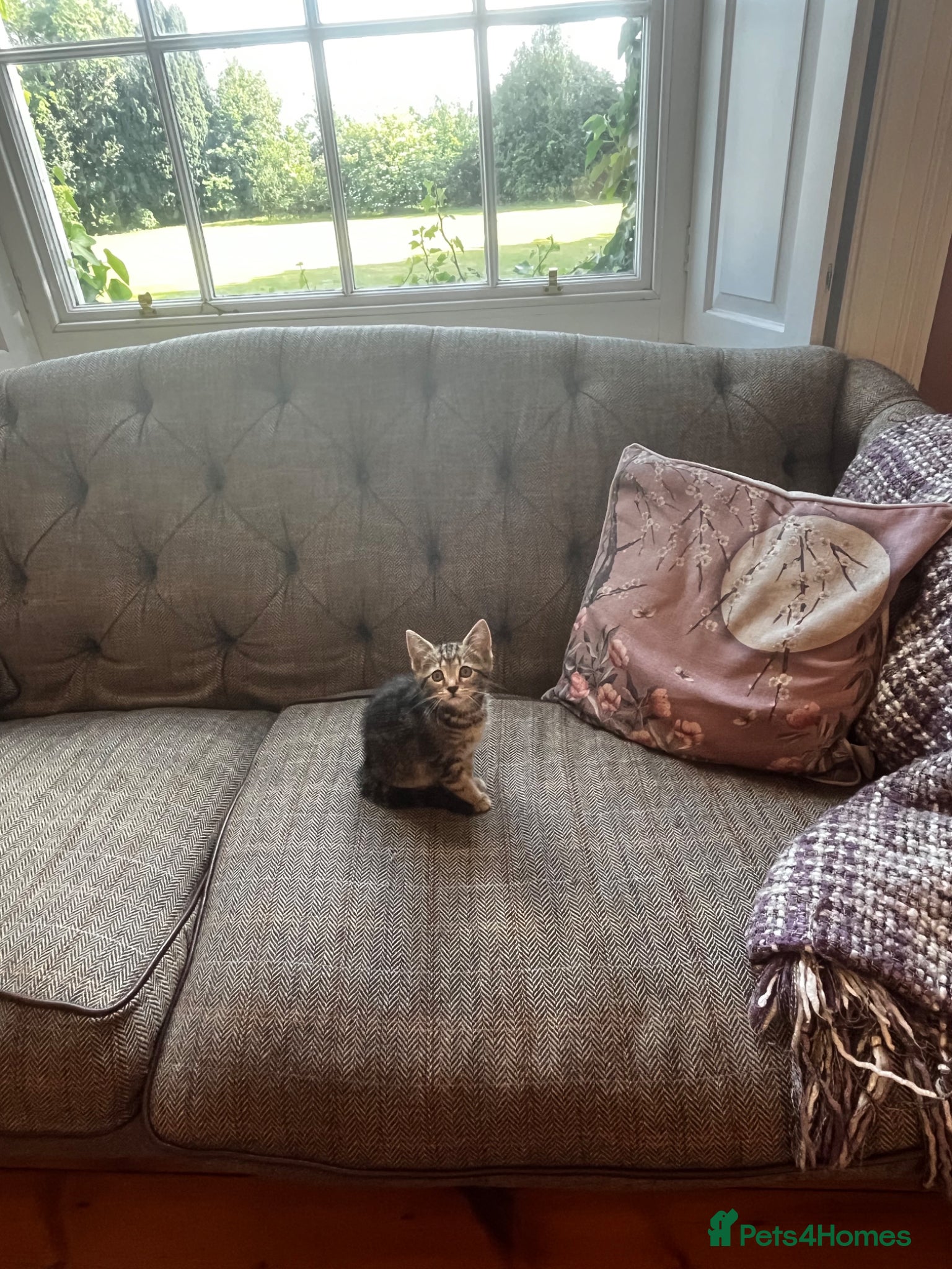Mixed Breed cats for sale: Beautiful Tabby kittens for sale  - Advert 12