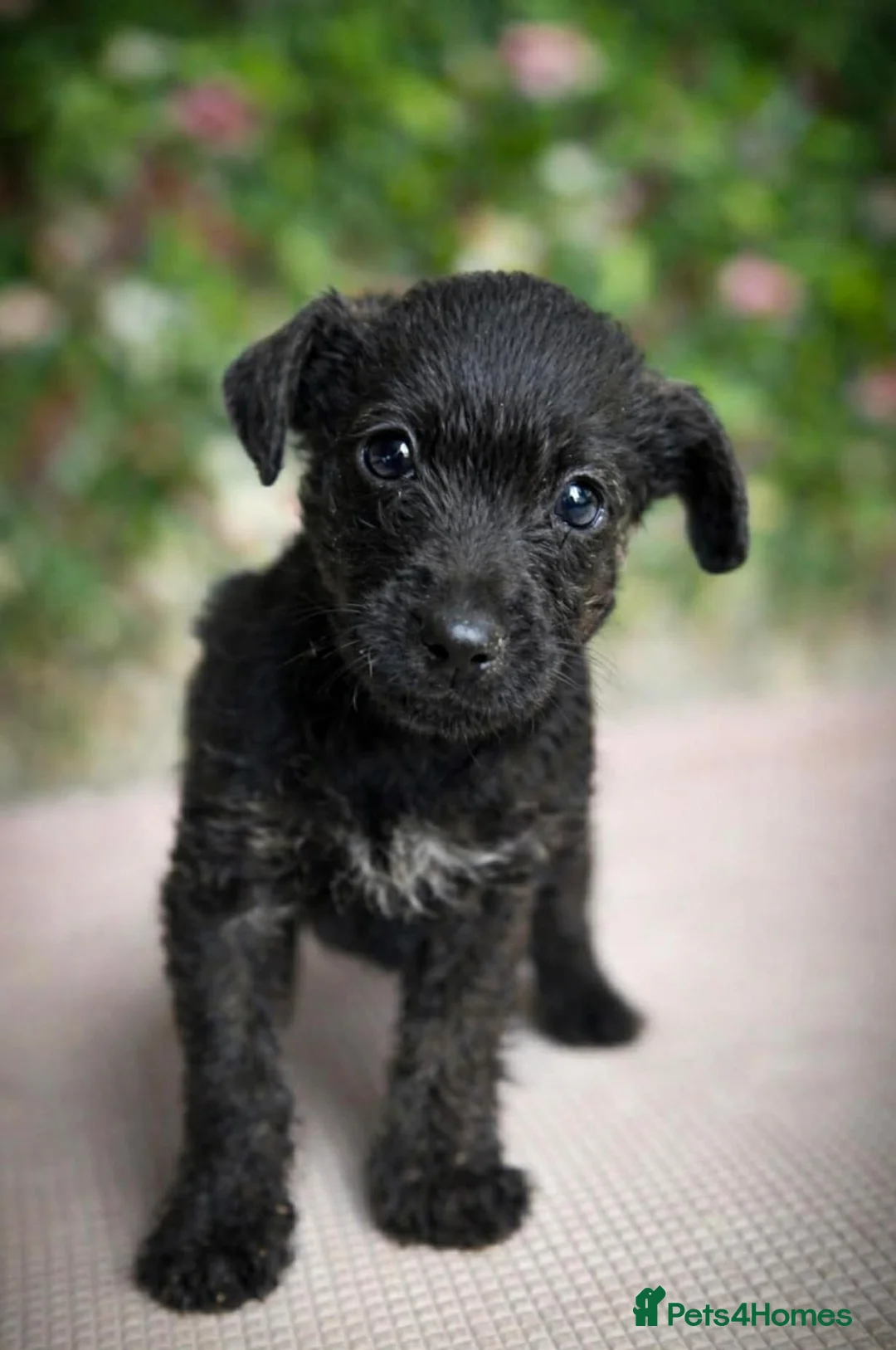 Jackapoo dogs for sale: Jackapoo  - Advert 2