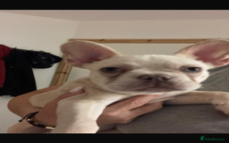 French Bulldog dogs for sale: French bulldog  - Image 4