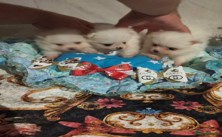 Pomeranian dogs - Advert 14
