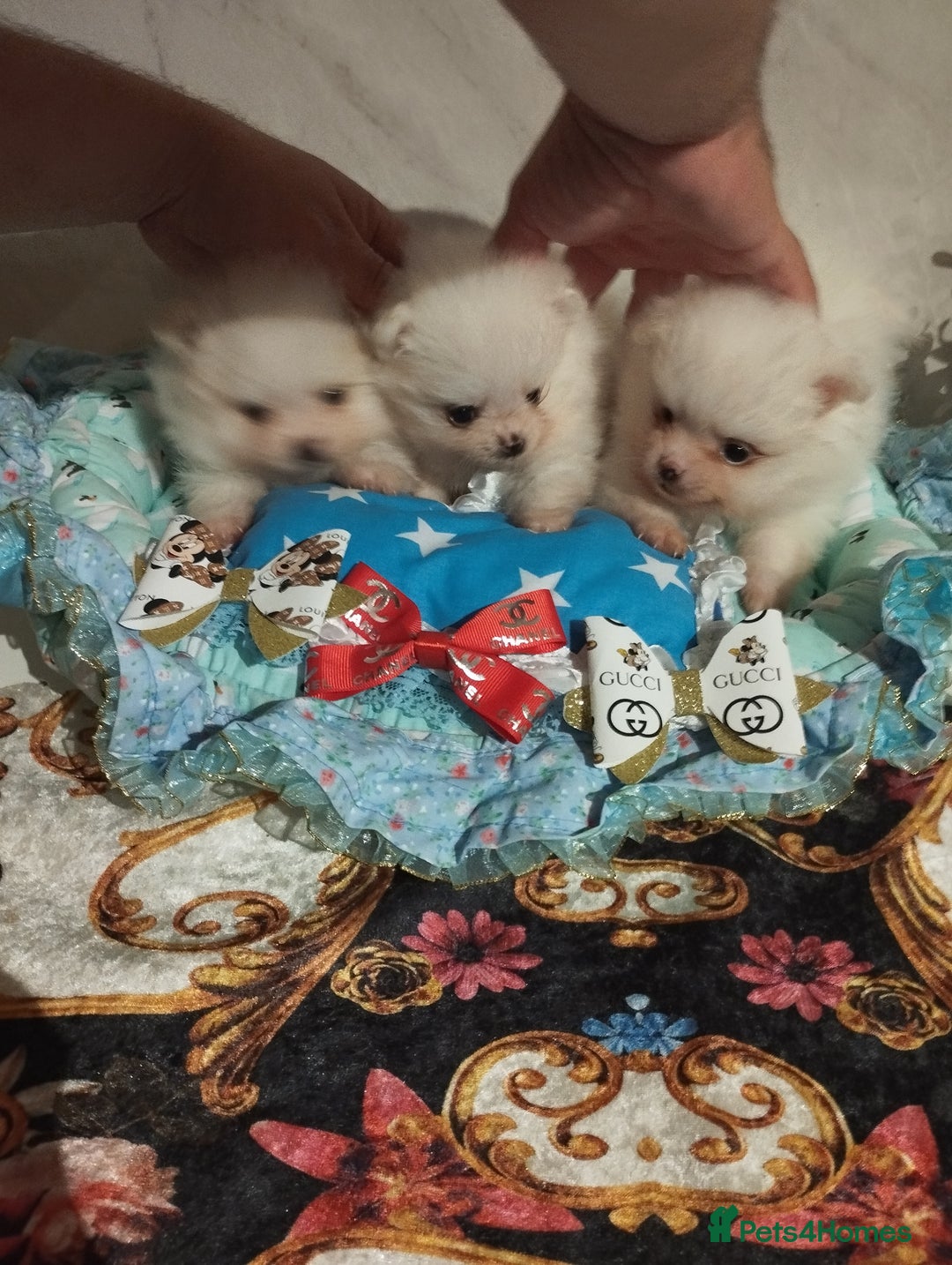 Pomeranian dogs for sale: 💝💝💝High-quality little boys💝💝💝 - Image 1