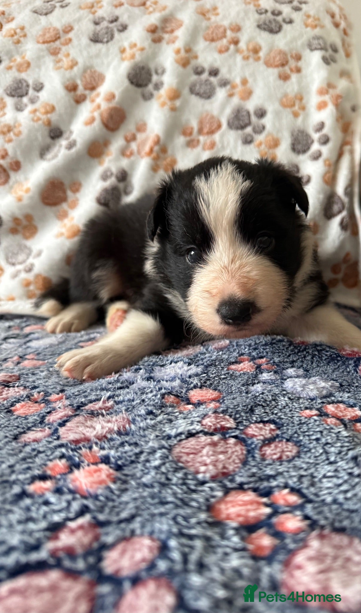 Border Collie dogs 1 stunning traditional long coated boy  - Advert 1