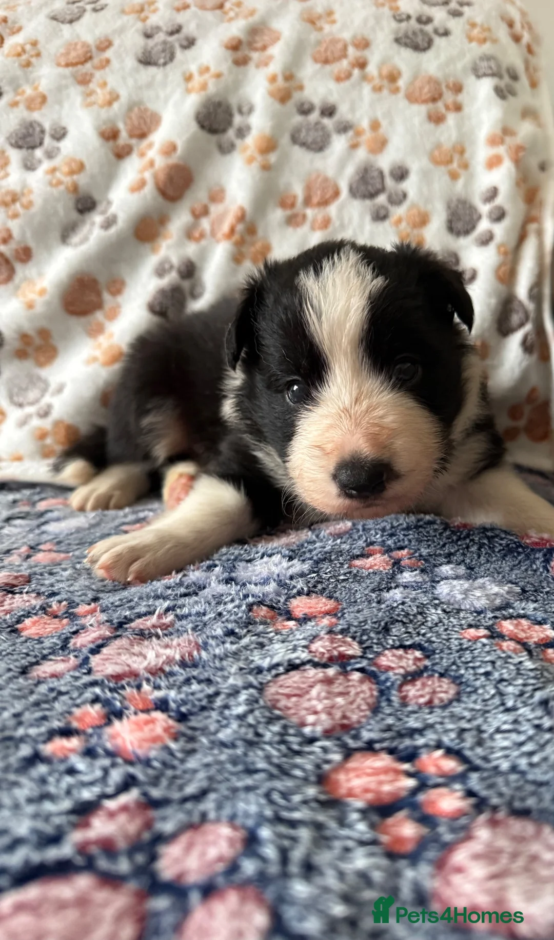 Border Collie dogs for sale: 1 stunning traditional long coated boy  - Advert 6
