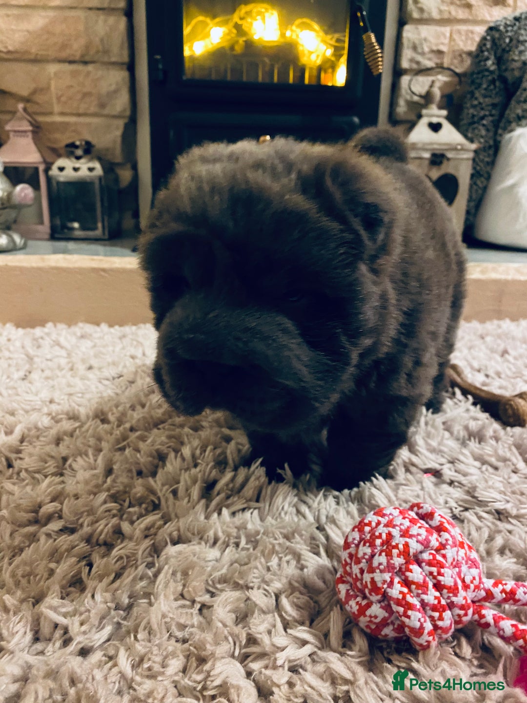 Shar Pei dogs for sale: Bear coat shar pei blue girl  - Advert 8