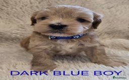 Tibetan Terrier dogs for sale: Adorable fluffy TToodle puppies  - Image 23