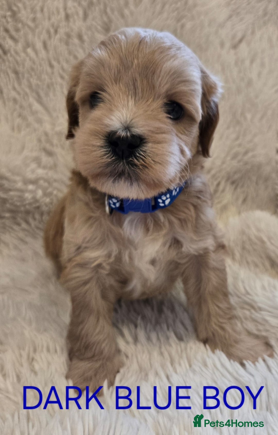 Tibetan Terrier dogs for sale: Adorable fluffy TToodle puppies  - Image 23
