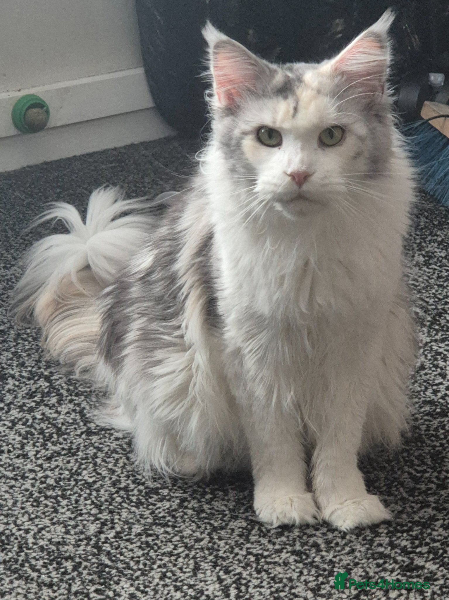 Maine Coon cats Chunky mainecoon babies - Advert 6