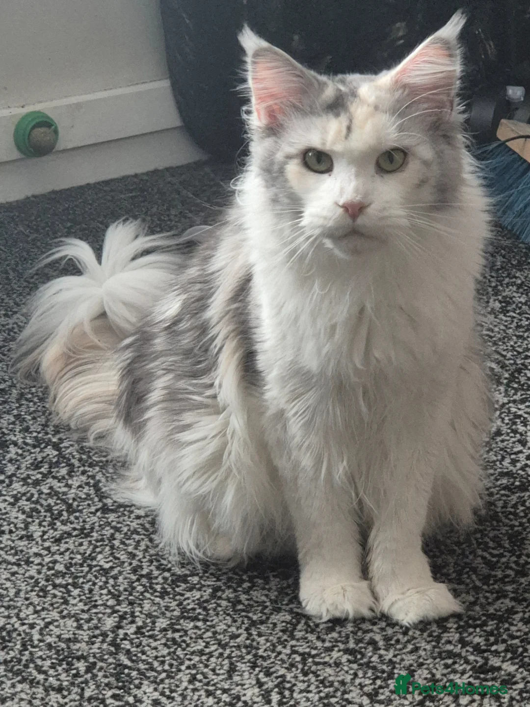 Maine Coon cats for sale: Chunky mainecoon babies - Advert 1