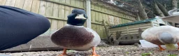 Ducks poultry for sale: Call Duck Drakes hand raised  - Advert 2