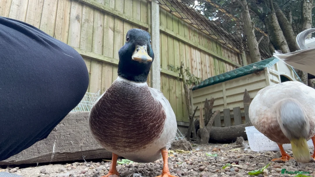 Ducks poultry for sale: Call Duck Drakes hand raised  - Advert 2