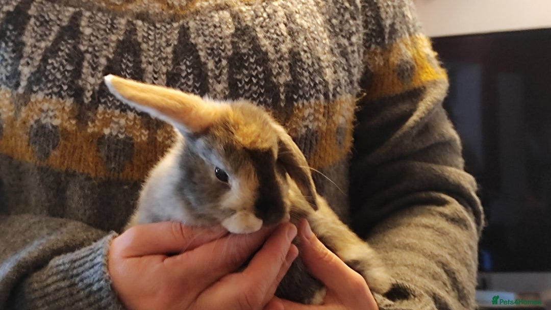 Mini Lop rabbits for sale: Mini lops  - Advert 2