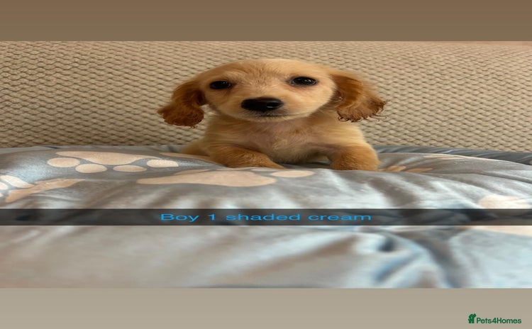 Miniature Dachshund dogs - Advert 4