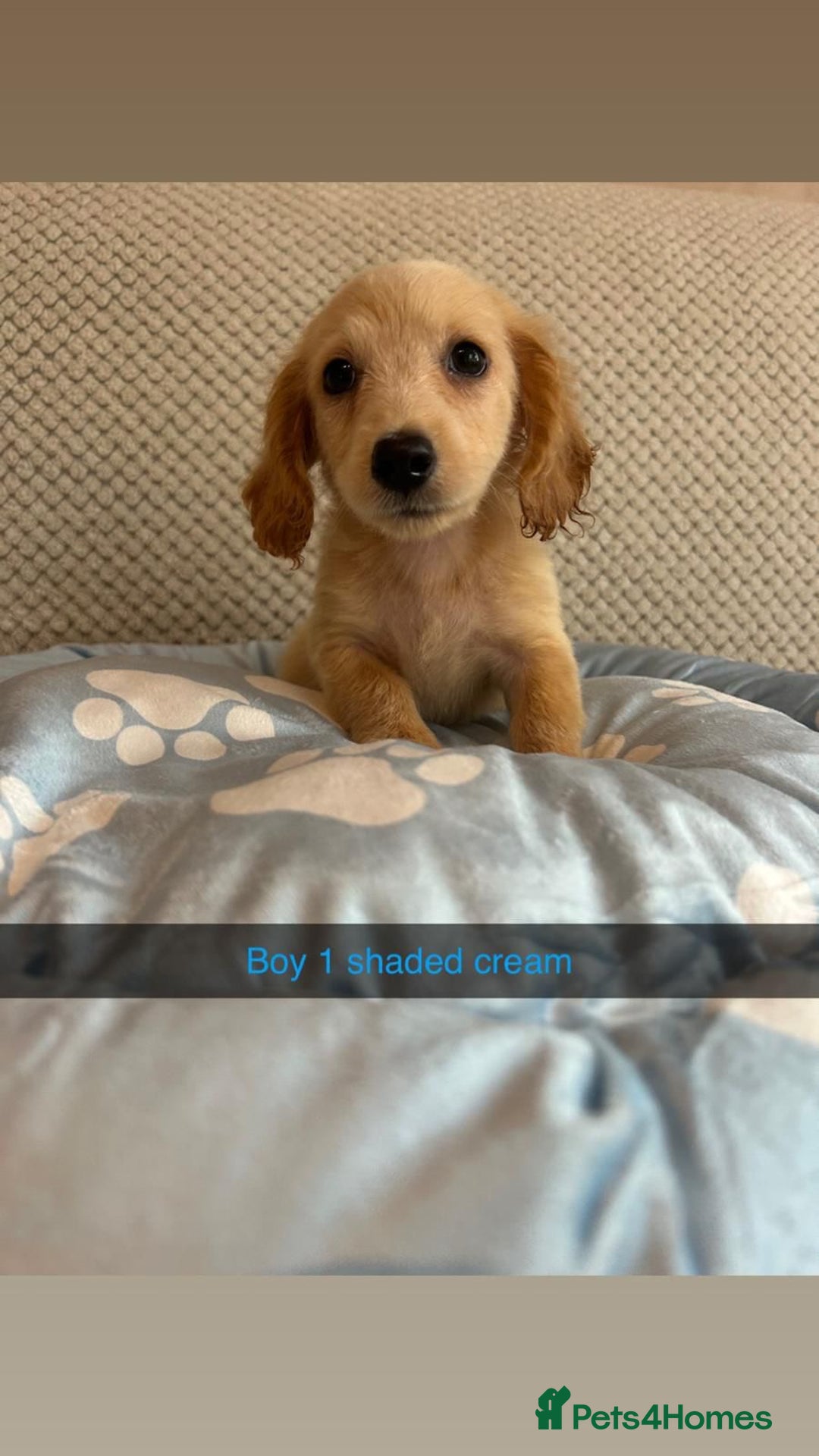 Miniature Dachshund dogs for sale: ***rainbow litter🌈*** - Image 1