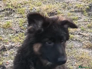 German Shepherd dogs - Advert 6