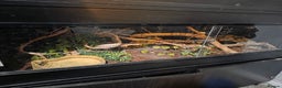 Python Snake reptiles for sale: Lovely royal python for sale.  - Advert 4